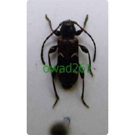 Phymatodes (Poecilium) alni (Linnaeus, 1767)